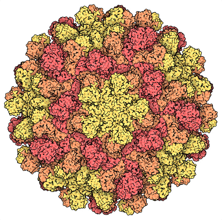 トマトブッシースタントウイルス（PDBエントリー2tbv）の構造は、一種類のタンパク質のコピー180個がどのようにして集まり正二十面体対称の球状カプシドになるのかを示してくれた。タンパク質は場所によってわずかに異なる局所構造をとる。5回対称軸のまわりにある部分を黄色、3回対称軸のまわりにある部分を赤とオレンジで示す。