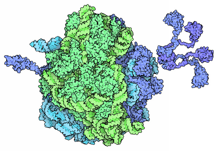 2つの構造を組み合わせて細菌のリボソーム全体の構造を見られるようにしている。一つは大サブユニット（青）と小サブユニット（緑）の結晶構造（PDBエントリー4v4q）で、もう一つはNMRで解かれた翻訳因子と転移RNAの集合に関わる柔軟なタンパク質基軸部の構造（PDBエントリー1rqv）である。
