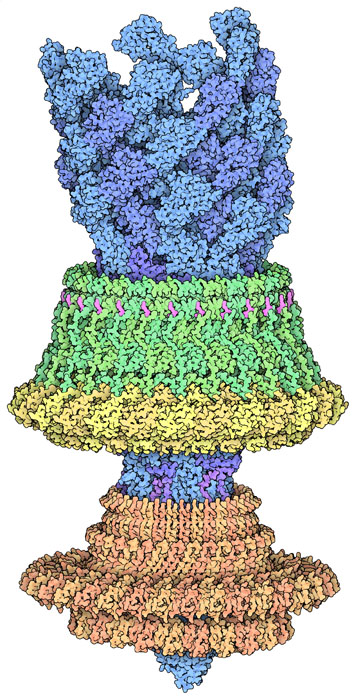 クライオ電子顕微鏡を使って解明した、細菌の鞭毛モーターの部分構造（PDBエントリー7cgo）。MSリング（オレンジ色）はモーターの動力発生部（ここには示していない）からロッドとフック（青色）にトルクを伝え、LPリング（緑色と黄色）は軸受筒として働く。