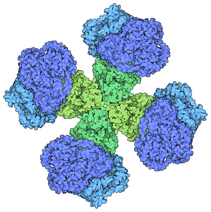 植物由来のアセトヒドロキシ酸合成酵素（AHAS）。触媒サブユニットは青色で、調節サブユニットは緑色で示す。