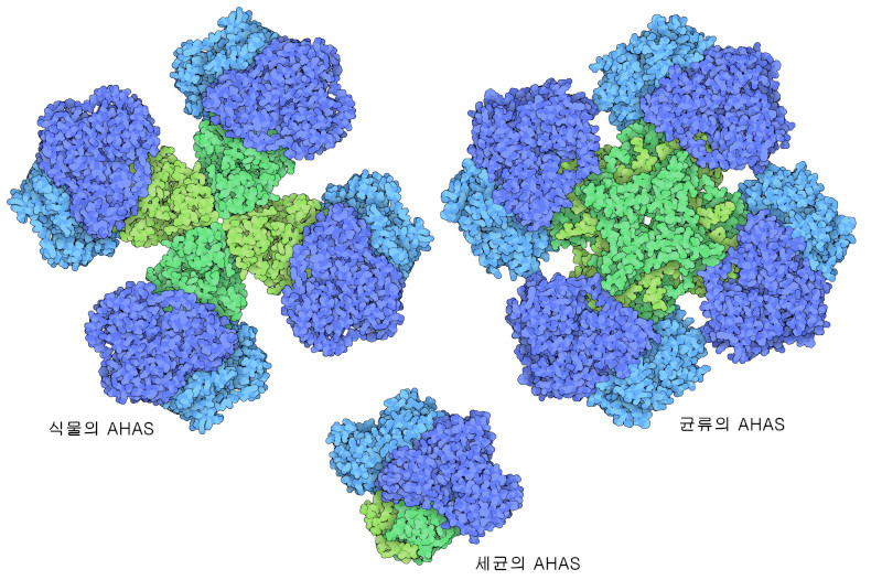 식물, 효모, 세균에서 유래한 아세토하이드록시산 합성효소. 촉매 서브유닛은 파란색, 조절 서브유닛은 녹색으로 나타냈다.