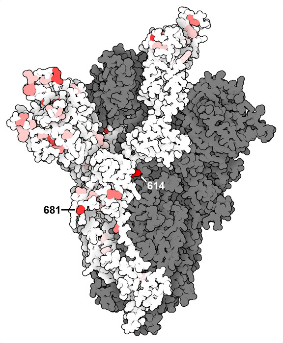 SARSコロナウイルス2型スパイクタンパク質の変異部位。濃い赤色は多くのウイルスで変異が見られるアミノ酸、ピンク色はより変異が少ないアミノ酸、白は非常に変異が少ないアミノ酸を示す。