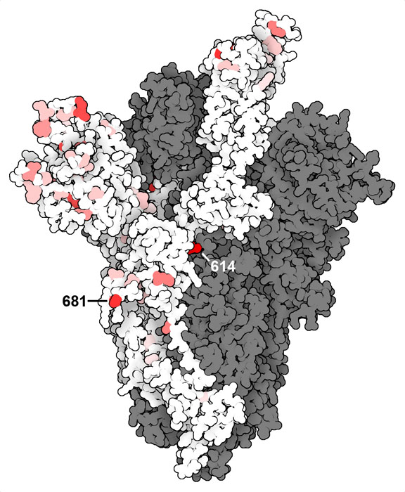 SARS 코로나바이러스 2형 스파이크 단백질 변이 부위. 진한 빨간색은 많은 바이러스에서 변이가 나타나는 아미노산, 분홍색은 더 변이가 적은 아미노산, 흰색은 매우 변이가 적은 아미노산을 나타낸다.
