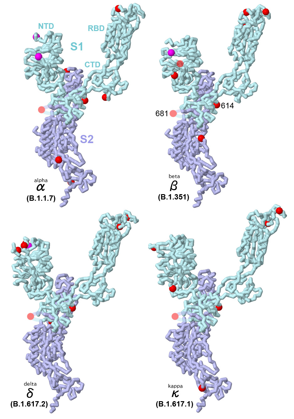 SARS 코로나바이러스 2형 스파이크의 중요한 4종류의 변이체. 변이 부분은 붉은색으로, 제거된 부분은 자홍색으로 나타냈다. 활성형 스파이크는 절단되어 S1(하늘색), S2(파란색)로 불리는 2개의 기능 단위로 나누어진다. S1은 아래에 기술된 몇 가지(N 말단 도메인, 수용체 결합 도메인, 2개의 C 말단 도메인) 기능 도메인으로 구성된다.