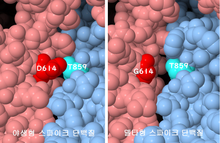 614번 위치에서의 스파이크 변이