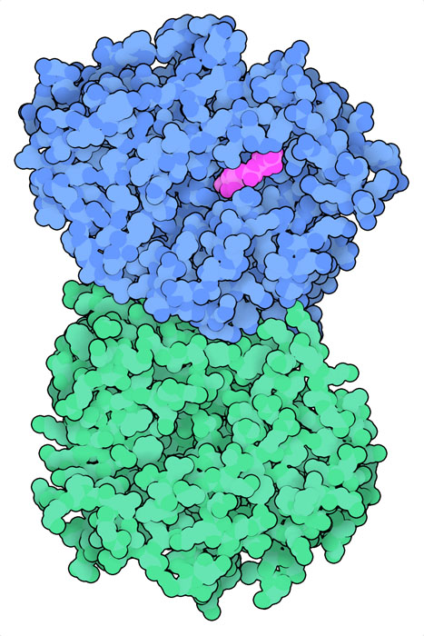 Fam20Cを青色で、Fam20Aを緑色で、ATPを赤紫色で示したゴルジ体カゼインキナーゼ。ここでは2つのタンパク質の2量体を示す。結晶中でこのタンパク質はさらに会合して4量体を形成するが、その意味はまだ研究中である。