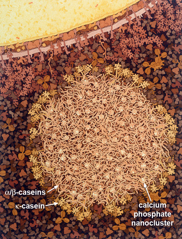 この図はカゼインミセル（黄褐色、下中央）と脂肪球（黄色、左上）の断面図である。ミセルには、一定の構造をとらず小さなリン酸カルシウムのナノクラスター（calcium phospate nanocluster、白色）と相互作用するαカゼインとβカゼイン（α/β-caseins）が多数含まれる。また表面から伸びたκカゼイン（κ-casein）の鎖も含まれている。脂肪球はタンパク質がたくさん埋め込まれた多層膜に囲まれ、脂肪分子（黄色）とカロテン分子（オレンジ色）で満たされている。ホエータンパク質はミセルの周囲に濃い色で示している。この図に関する詳細情報はPDB-101ギャラリーで見ることができる。