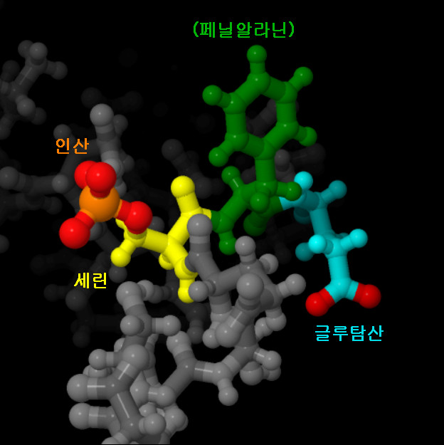 인산화된 세린