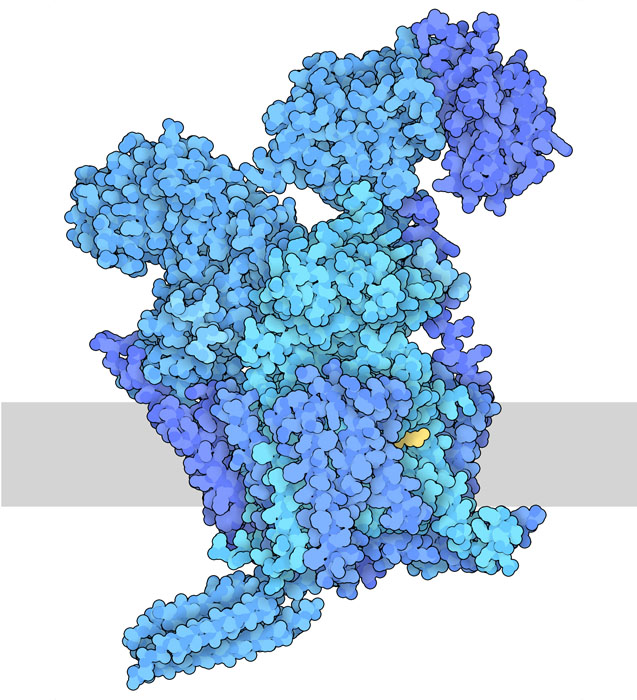 オリゴ糖転移酵素 (Oligosaccharyltransferase) | 今月の分子 | PDBj 入門