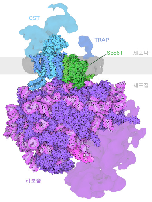 올리고당 전이 효소와 리보솜, Sec61 단백질 전도 채널, TRAP(트랜스로콘 관련 단백질) 복합체. 이 구조는 저온전자현미경으로 결정된 것으로 원자 좌표가 있는 것은 복합체의 중심부분 뿐이다. 분자의 나머지 부분에 대해서는 EMDB 엔트리 EMD-4316에서 취득한 실험 맵을 나타내고 있다.