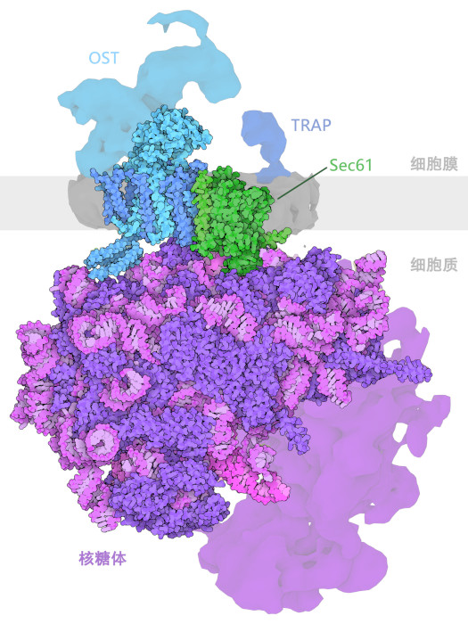 由寡糖转移酶与核糖体、Sec61蛋白传导通道和TRAP（转座相关蛋白）组成的复合物。 这个结构是通过低温电子显微镜确定的，原子坐标只包括复合物的中心部分。实验图显示了分子的其余部分，取自EMDataResource中的条目EMD-4316。