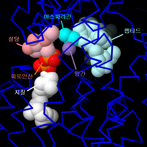 세균 올리고당 전이 효소 활성 부위