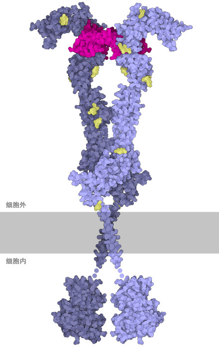 伴随着VegF（红紫色）的VegFR（蓝紫色）的活性复合物；VegFR的外域（胞外部分）被糖（黄色）修饰。