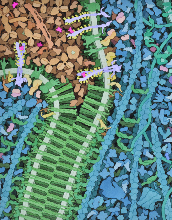 VegF信号伝達の概念を描いた図。VegF（赤紫色、左上）は、血漿（薄茶色）中を移動して新生血管の候補地にたどり着く。VegFはVegFR（中央上、青紫色・黄色）のコピーを2つ集めて、活性2量体をつくる。次に活性型VegFRは、細胞内においてカドヘリン（緑色）を含む多くのタンパク質をリン酸化する一連の信号を出し始める。リン酸化されたカドヘリンは分離して、新しい血管のための場所を空ける。