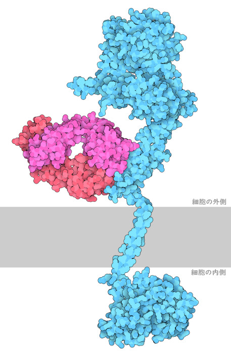 抗体のトラスツズマブ（赤・ピンク）はHER2（青）に結合している。細胞膜は模式的に灰色で示している。
