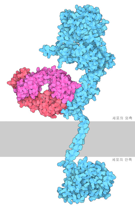 항체인 트라스투주맙(빨간색, 분홍색)은 HER2(파란색)에 결합되어 있다. 세포막은 모식적으로 회색으로 나타내고 있다.