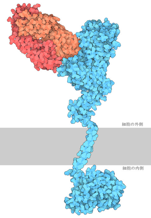 ペルツズマブ（赤・オレンジ）の抗体は、トラスツズマブとは異なる位置でHER2（青）に結合している。細胞膜は模式的に灰色で示している。