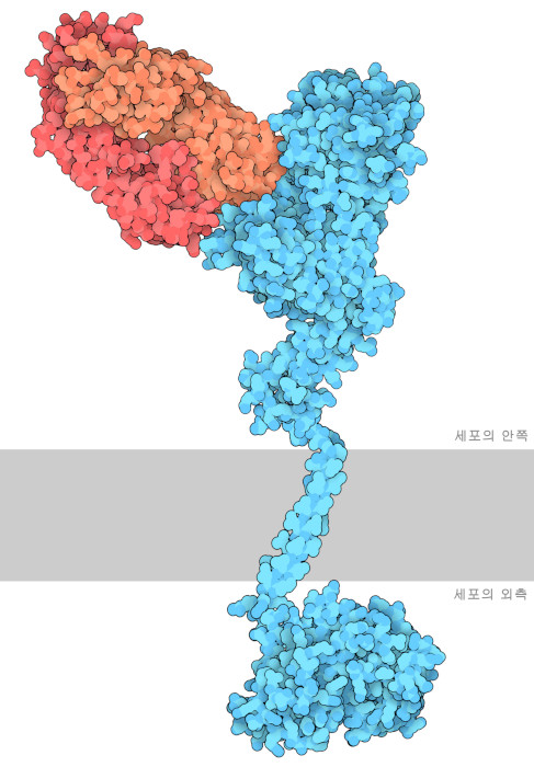 퍼투주맙(빨간색, 주황색) 항체는 트라스투주맙과는 다른 위치에서 HER2(파란색)에 결합되어 있다. 세포막은 모식적으로 회색으로 나타내고 있다.