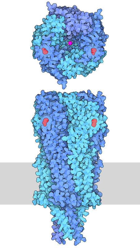3つのαサブユニット（濃い青色）と2つのβサブユニット（水色）を示している、ニコチン性アセチルコリン受容体の上面図と側面図。この構造では、αサブユニットとβサブユニットの間にある部位にはニコチン（赤色）が結合し、中央のチャネル（赤紫色）の中にはナトリウムイオンがある。細胞膜は灰色で模式的に示している。