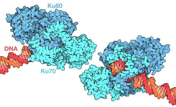 Ku70和Ku80对断裂的DNA末端的识别。