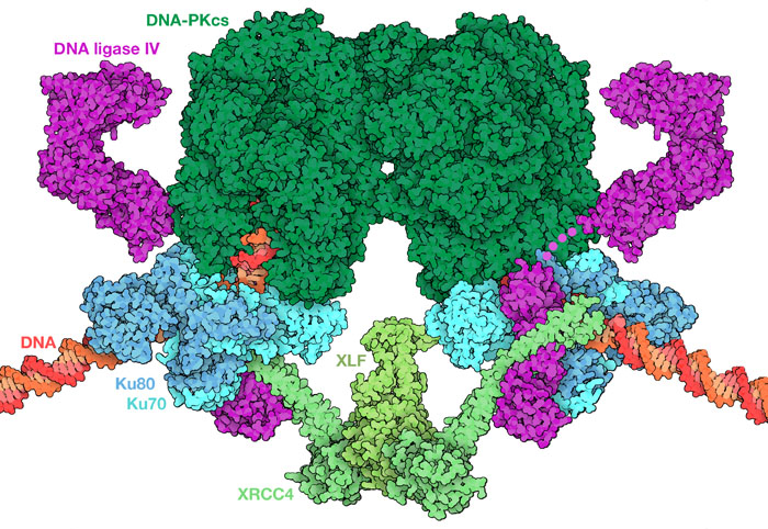 切断されたDNA末端の準備を行う酵素群が集まってできている「長距離複合体」（long-range complex）の組み立て。
