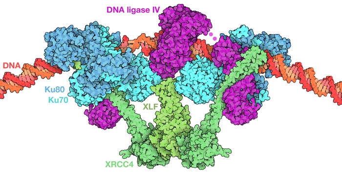 「短距離複合体」（short-range complex）の中で、壊れたDNAはDNAリガーゼ IVによって再びつなげられる。
