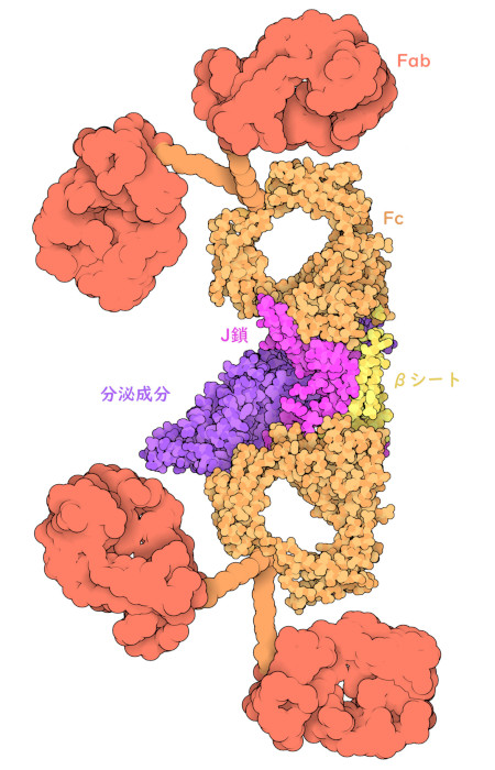 ここに示すのは分泌型IgAで、抗原結合ドメイン（Fab）を赤色、定常ドメイン（Fc）をオレンジと黄色、J鎖を赤紫色、分泌成分を紫色で表している。図には、中心部分の原子構造（PDB:6ue7）とFabドメインの低分解能構造（PDB:3chn）の2つの構造が含まれている。