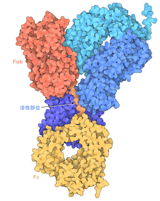 細菌のプロテアーゼ（sIgA1P、各ドメインは濃さの違う青色で色分け）と分泌型IgAの一部との複合体。抗体のFab領域とFc領域の間にあるリンカーが伸びていて、切断できる状態になっていることに注目して欲しい。