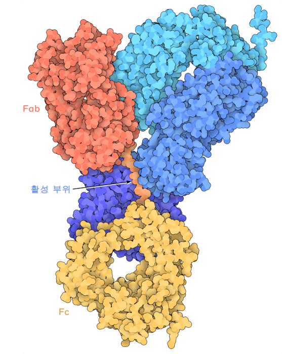 세균의 프로테아제(sIgA1P, 각 도메인은 농도가 다른 파란색으로 색상 분류)와 분비형 IgA의 일부와의 복합체. 항체의 Fab 영역과 Fc 영역 사이에 있는 링커가 뻗어 있어 절단할 수 있는 상태로 되어 있다는 점에 주목하기 바란다.