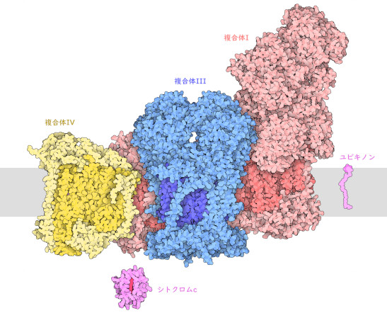 複合体I（赤）、複合体III（青）、複合体IV（黄）で構成されるレスピラソームと、小さな運搬分子のユビキノン（PDB ID PDB:7v2c）、シトクロムc（PDB ID PDB:3zcf）。これら3つの複合体のうち、ミトコンドリアにコードされているタンパク質サブユニットは濃い色で示した。