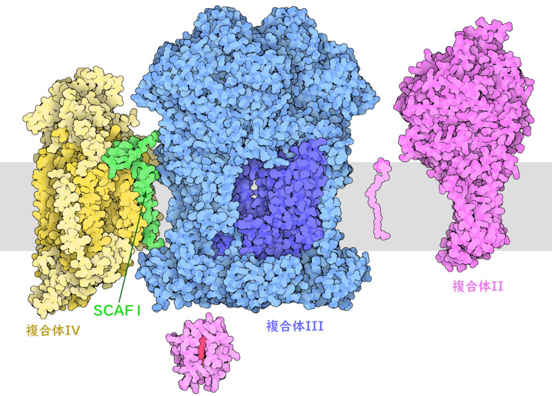 SCAF1（緑）、複合体II（赤紫）と共に集まっている複合体IIIと複合体IV。