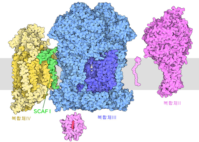 SCAF1(녹색), 복합체II(자홍색)와 함께 모여 있는 복합체III와 복합체IV.