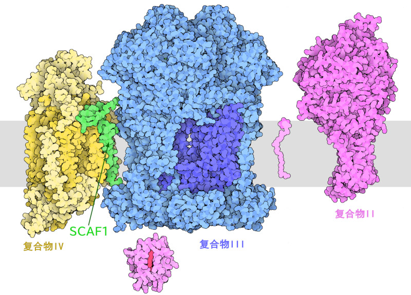 复合物III和复合物IV与SCAF1（绿色）和复合物II（红紫色）组合在一起。