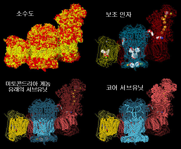 4가지 시점에서 본 레스피라솜의 구조