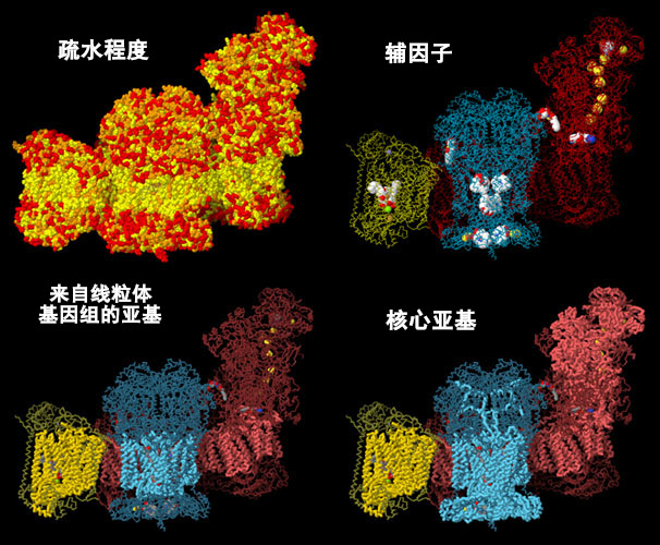 四个不同角度的呼吸酶体结构