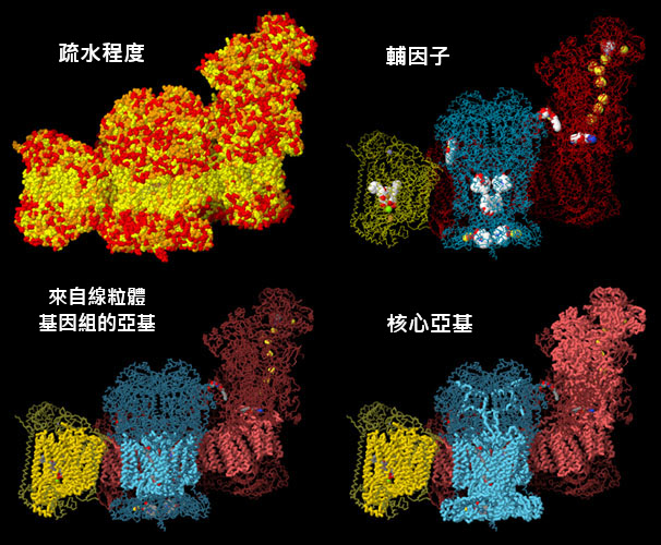 四個不同角度的呼吸酶體結構