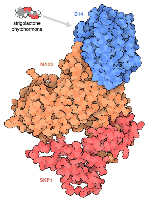 Phytohormone Receptor DWARF14