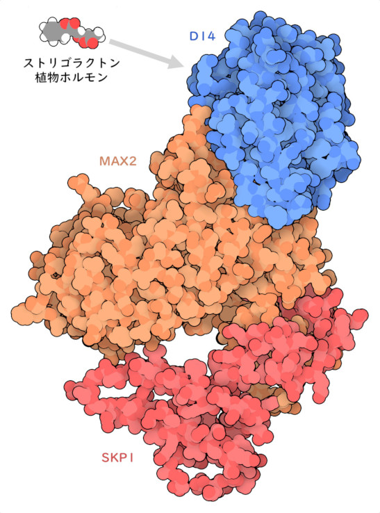 活性化したD14とMAX2タンパク質およびSKP1タンパク質との複合体。なお、生物によってこれらのタンパク質の名称は異なるので、このPDBエントリーでは、MAX2型のタンパク質をD3、SKP1型のタンパク質をSKP1AまたはASK1と呼んでいる。