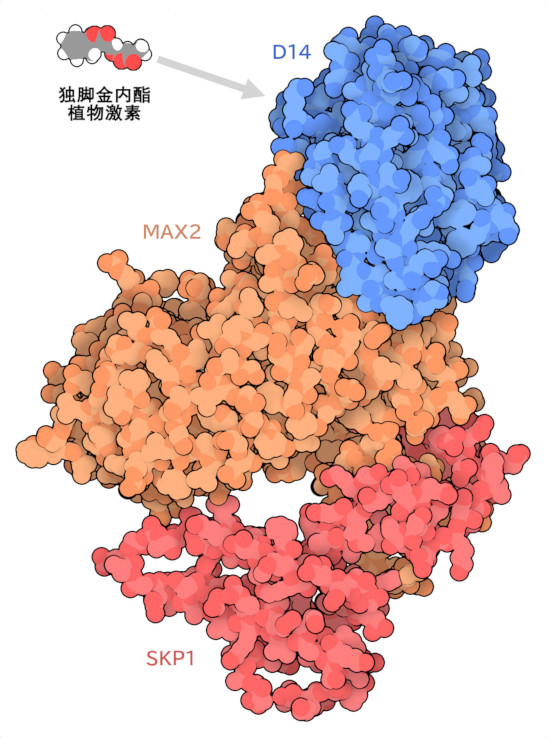 激活的D14与MAX2和SKP1蛋白结合在一起构成复合体。由于这些蛋白的名称在不同的生物体之间有所不同，在此PDB条目中，MAX2型蛋白被称为D3，SKP1型蛋白被称为SKP1A或ASK1。