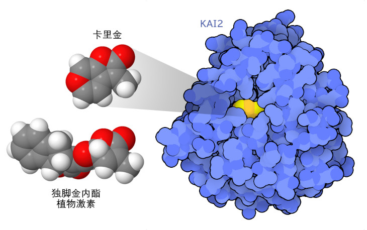 卡里金在化学上类似于图中左侧所示的植物激素独脚金内酯的一部分，并与图中右侧所示的KAI2结合。