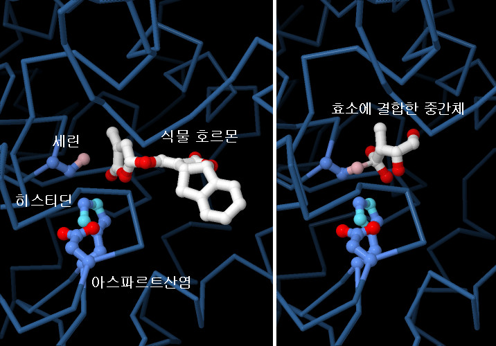 D14의 구조