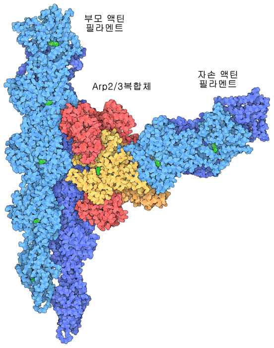 Arp2/3 복합체(빨간색과 노란색)에 의해 2개의 액틴 필라멘트(파란색) 사이에 만들어진 분기. 노란색으로 나타낸 서브유닛이 Arp2와 Arp3이다.