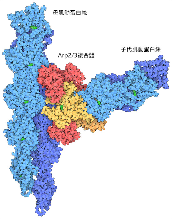 Arp2/3複合物（紅色和黃色）在兩條肌動蛋白絲（藍色）之間形成的分支。黃色的亞基是Arp2和Arp3。