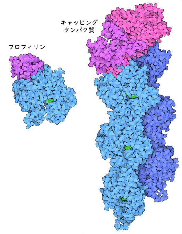 プロフィリンとキャッピングタンパク質（赤紫色）は、アクチンフィラメント（青色）の成長を制御するのに役立つ。