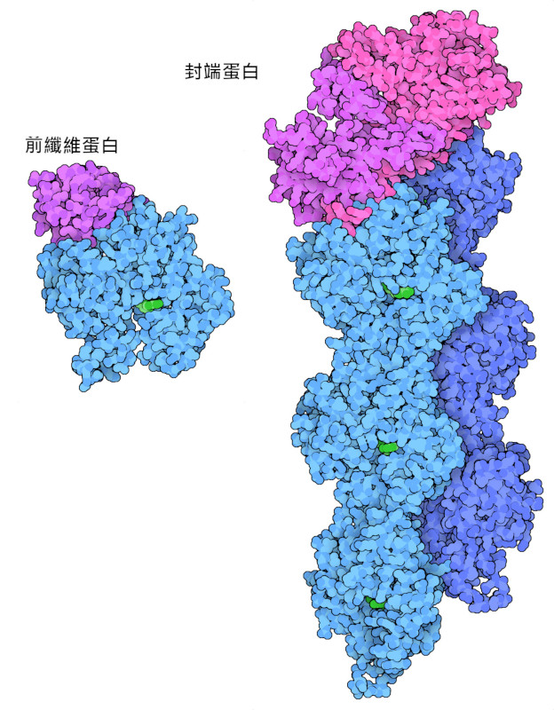 前纖維蛋白和封端蛋白（紅色-紫色）幫助控制絲的生長（藍色）。