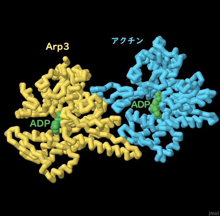 アクチンの枝分かれ部分にあるArp2/3複合体