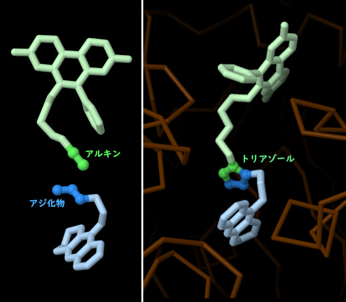 図左側に示す2つの前駆体分子は、アセチルコリンエステラーゼという酵素の隣り合った部位に結合する。これにより、図右側に示すように、2つの分子は適切な方向に配置され、互いに結合して強力な阻害剤となる。