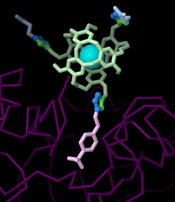 キセノンを捕らえるクリプトファン分子（緑色）と、酵素である炭酸脱水酵素IIに特異的に結合する分子（赤紫色）をクリック合成してつくったバイオセンサー。クリプトファンの上部には、クリック化学を使ってさらに2つの置換基が付加されている。