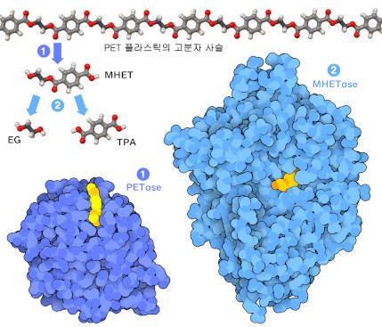 효소인 PETase는 폴리에스테르 플라스틱(PET)을 모노하이드록시에틸 테레프탈레이트(MHET)로 분해한다. 그리고 또 다른 효소인 MHETase가 MET를 그 구성 성분인 에틸렌글리콜(EG)과 테레프탈산(TPA)으로 분해한다.