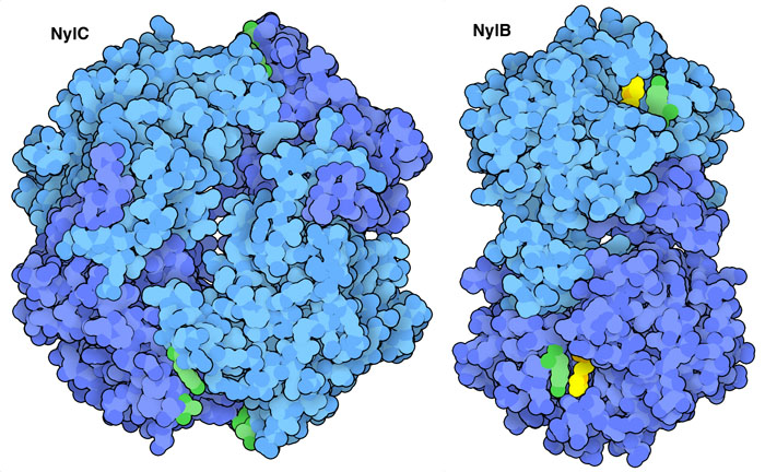 两种分解尼龙（一种塑料）的酶。绿色区域是经过人工修饰的氨基酸。